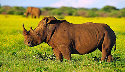 קרנף   Rhinoקרנף   Rhino